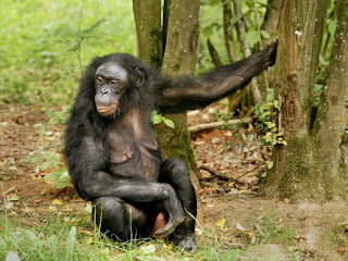 bonobo