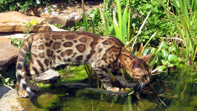 Funny cats not wanting to take a bath