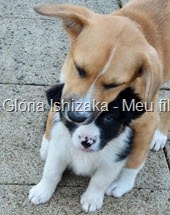 Glória Ishizaka - Meu filhote Pluto - 44