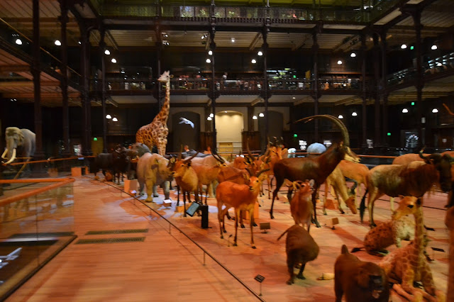 Paryż z dziećmi – Muzeum Historii Naturalnej, dzielnica Łacińska i Ogród Luksemburski.