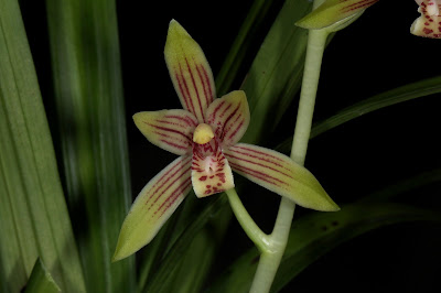 Cymbidium ensifolium - The four-season orchid care and culture