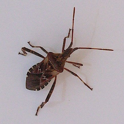common carpet beetle. adult the carpet beetles
