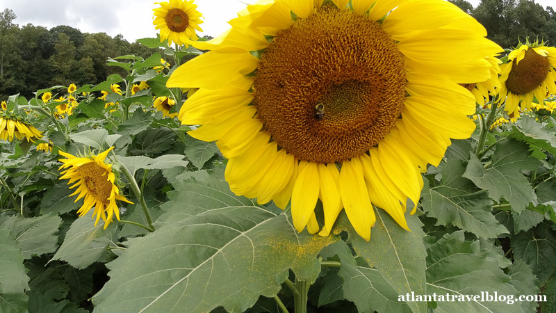 Fausett Farms sunflowers