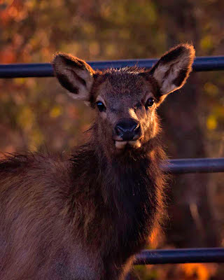 Calf Elk, Boxley Valley 2012 Rut