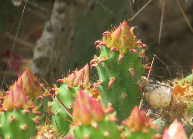 Figueira da Índia - Opuntia ficus-indica