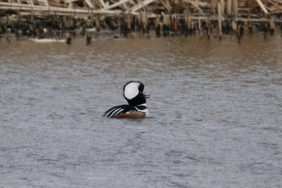 - Kokardezaagbek - Lophodytes cucullatus