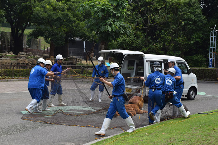 Japanese Zoo Performed A Lion Escape, And The Real Lions’ Reaction Was Priceless