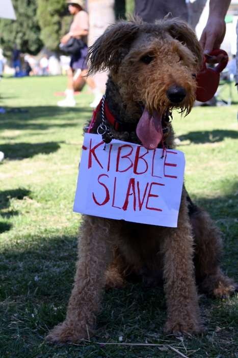 cute-pets-at-occupy-wall-street-05