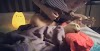 Hombre le canta a su gato antes de morir y el video se hace viral