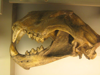 Cast of a skull of Pleistocene North American lion, Panthera atrox.