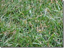 Allianz_Arena_closeup_on_grass