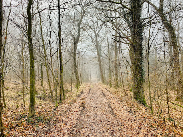 Lindeballe skov på Hede-etapen af Landsbyvandreruten