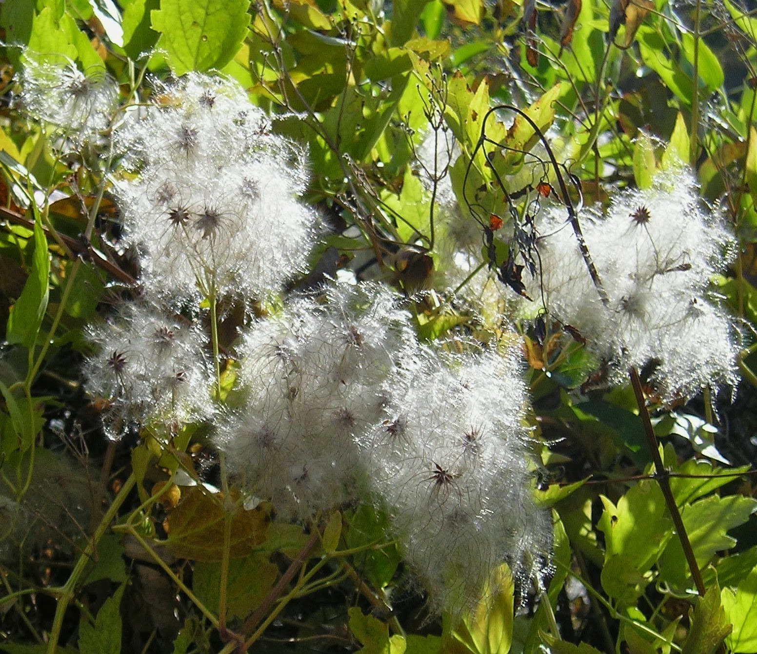 Clematis Care Clematis Care