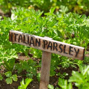 Field grown parsley with a wooden name tag