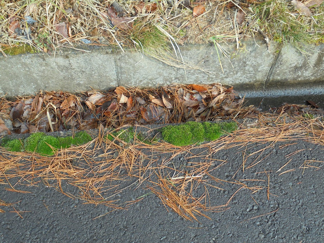 道端の側溝の苔が美しいですね、前回も同じようなの撮ったですよね