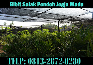 Bibit Salak Pondoh Madu Sleman