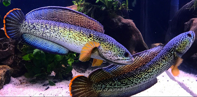 10 Jenis Ikan Channa Termahal