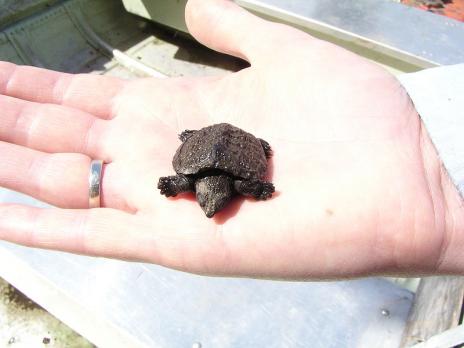 Baby Turtles That Fit in the Palm of Your  Hand Seen On www.coolpicturegallery.us