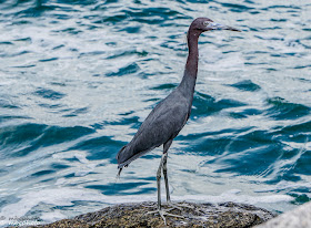 blue heron