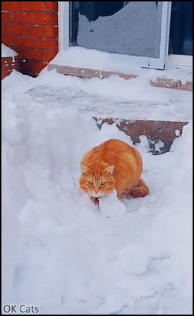 Funny Cat GIF • Ginger catching snow ball in slow motion like a purrfessional goalkeeper [ok-cats.com]