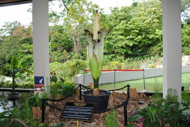 amorphophallus titanum blooming. It was the flowering of the