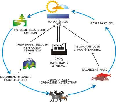 Pengertian dan Penjelasan Daur Karbon Beserta Contohnya