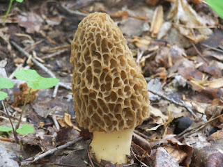 morel mushroom