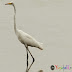 Great White Egret