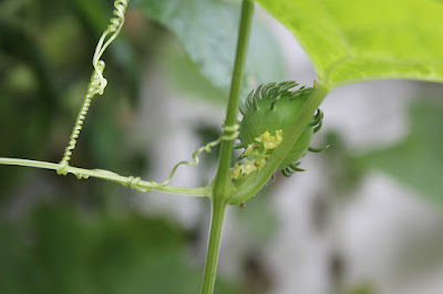 Achocha tendrils clinging on