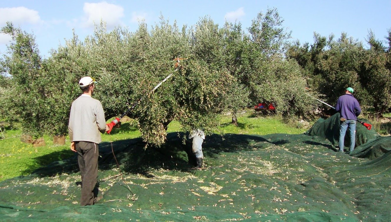 ΒΙΟΛΟΓΙΚΟ ΕΛΑΙΟΛΑΔΟ ΡΕΘΥΜΝΟΥ ΚΡΗΤΗΣ ΕΛΛΑΔΑ