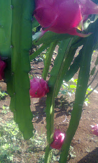 Berbudidaya Buah Naga Merah