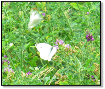 Schmetterling