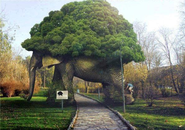 2015 Elephant Tree Amazing Photos - Nature Elephant Tree Amazing Iamges