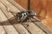 This is Bob, the BaldFaced Hornet (Dolichovespula Maculata)