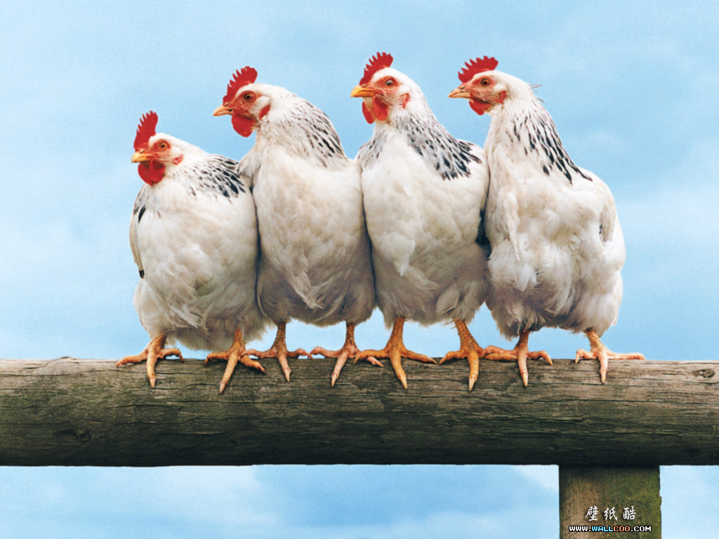 Koleksi Gambar Ayam Konyol Gambar Gokil