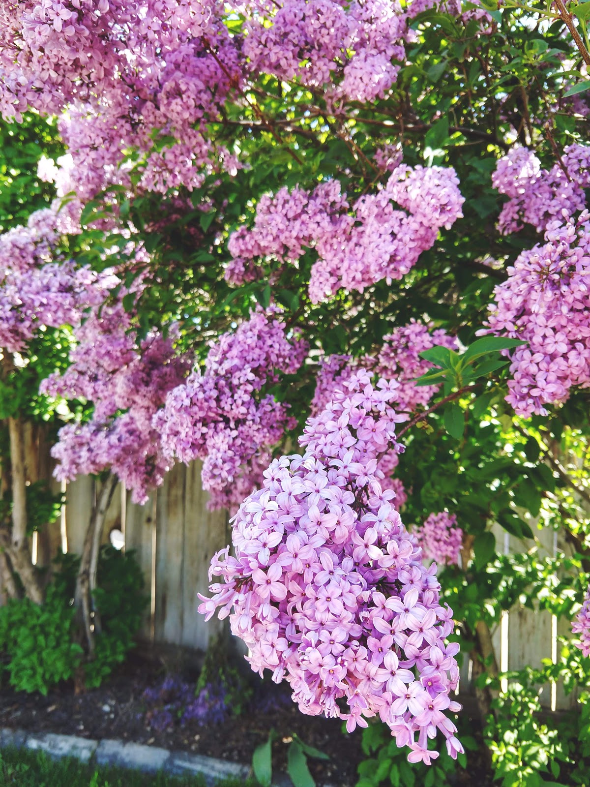 Full bloom lilac tree // www.thejoyblog.net