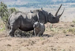 picture of endangered rhino