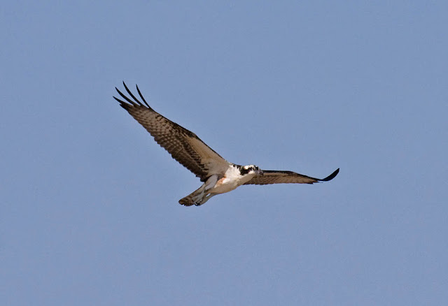 Osprey