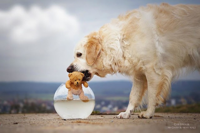 As aventuras do Golde Retriever Mali  e seu urso de pelúcia