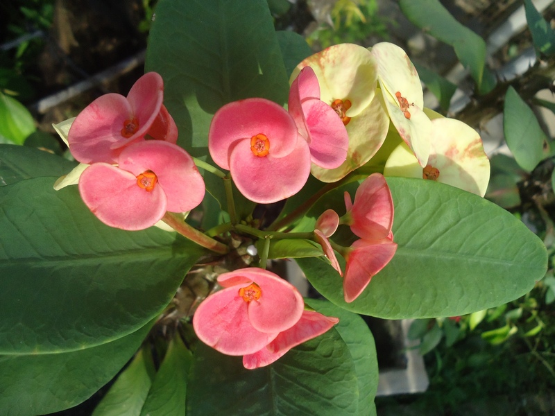 Bunga  Euphorbia  Pink Menatap Surya Rumah Daun Muda