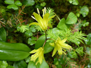 Clintonie boréale - Clintonia borealis