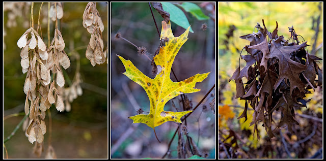 Woods; Autumn; Leaves; Seasons