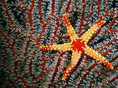 Beautiful Star Fish Seen On www.coolpicturegallery.us