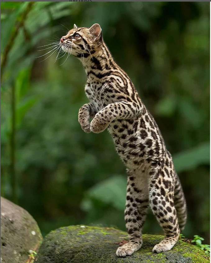 A Margay standing on its hind legs
