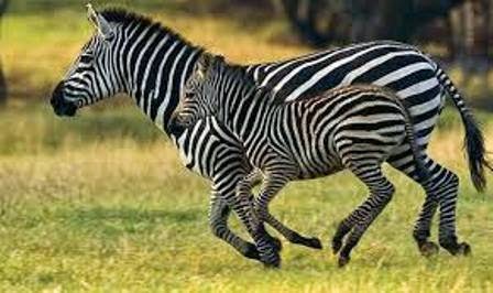 Mengetahui Jenis jenis pada Spesies Kuda Zebra Ragam 