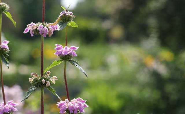 Jerusalem Sage Flowers