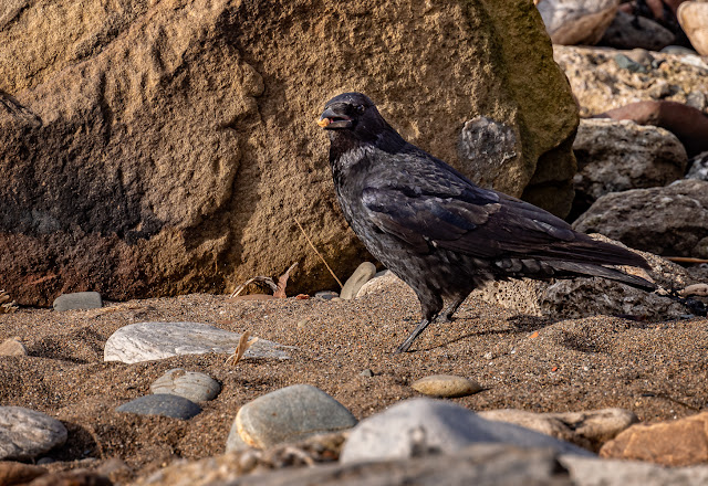 Photo of the crow with one of Ruby's puppy treats