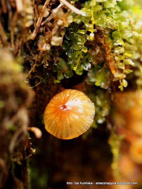 xeromphalina campanella, pniakowka dzwonkowata, grzyby gatunkami, atlas grzybow, jaki to grzyb, grzybobranie, grzyb, grzybek, rozpoznawanie grzybow, poznajemy grzyby, mykologia, fungi