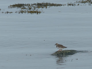 Oiseaux de rivage de l'Isle aux Coudres