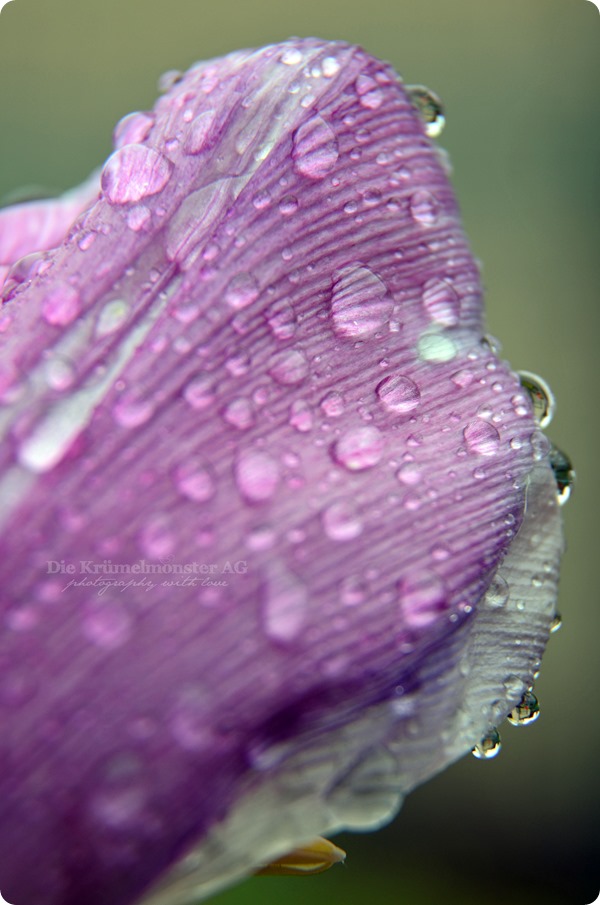 MakroMontag_Raindrops (2)